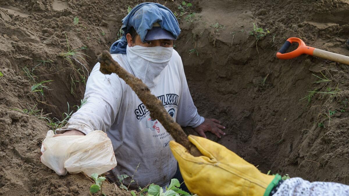 Rufino Bustamante Rosique moments after handing what appears to be a human bone to fellow volunteers looking for secret graves in Veracruz, Mexico.