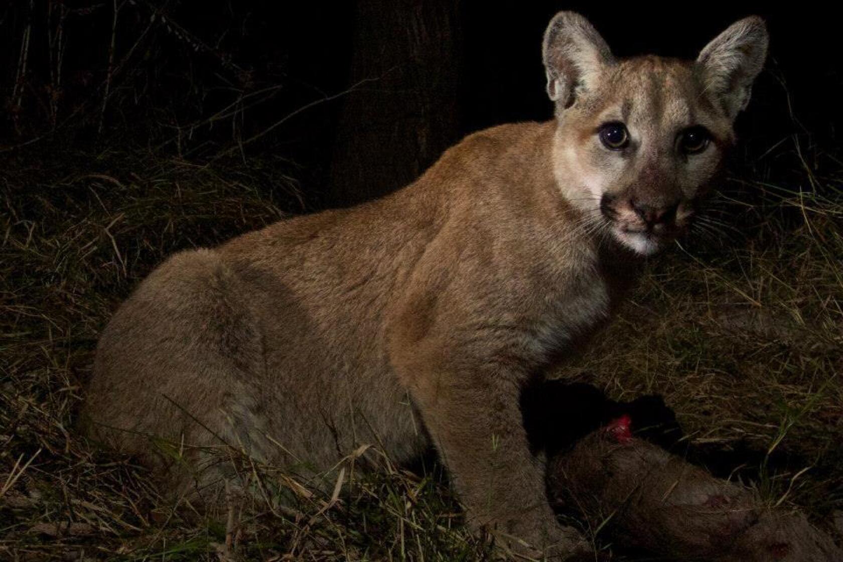 Mountain Lion Cubs Caught On Remote Camera Are Nice And Fat