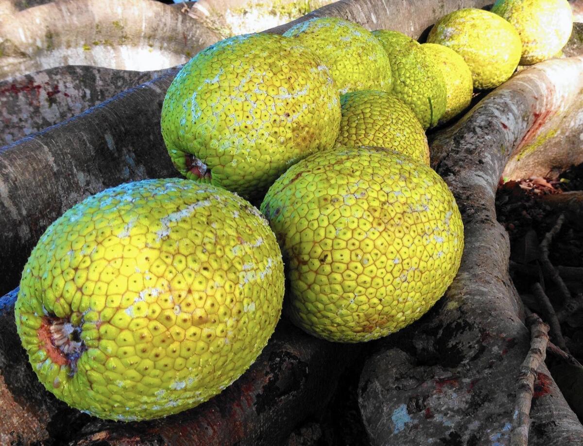 Breadfruit (ulu) is starchy, sweet and versatile.