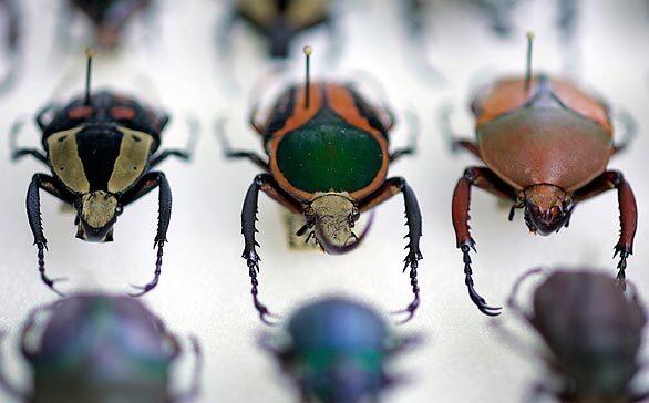 African flower scarab beetles
