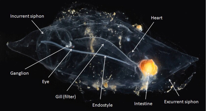 Salps Another Chapter In Oc S Natural History Los Angeles Times