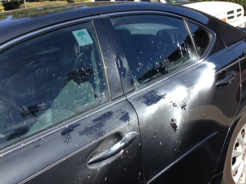 Madeline Hoeg’s car was spattered with paint. Courtesy photo