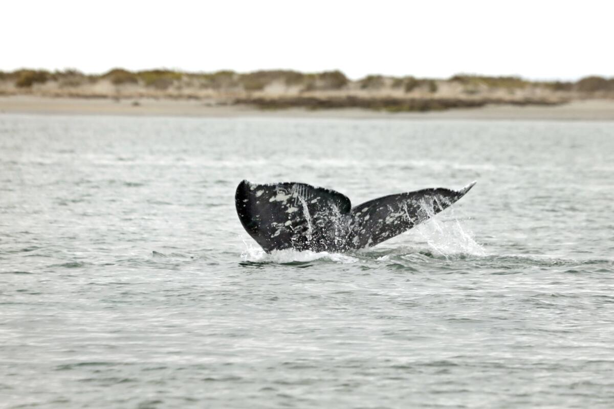 "Fluking" is when a whale flips its tail out of the water to help it dive deep at an angle.