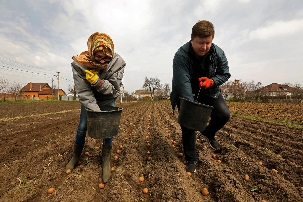A woman and man drop potatoes into rows of rich dirt in the town of Borodyanka, Ukraine.