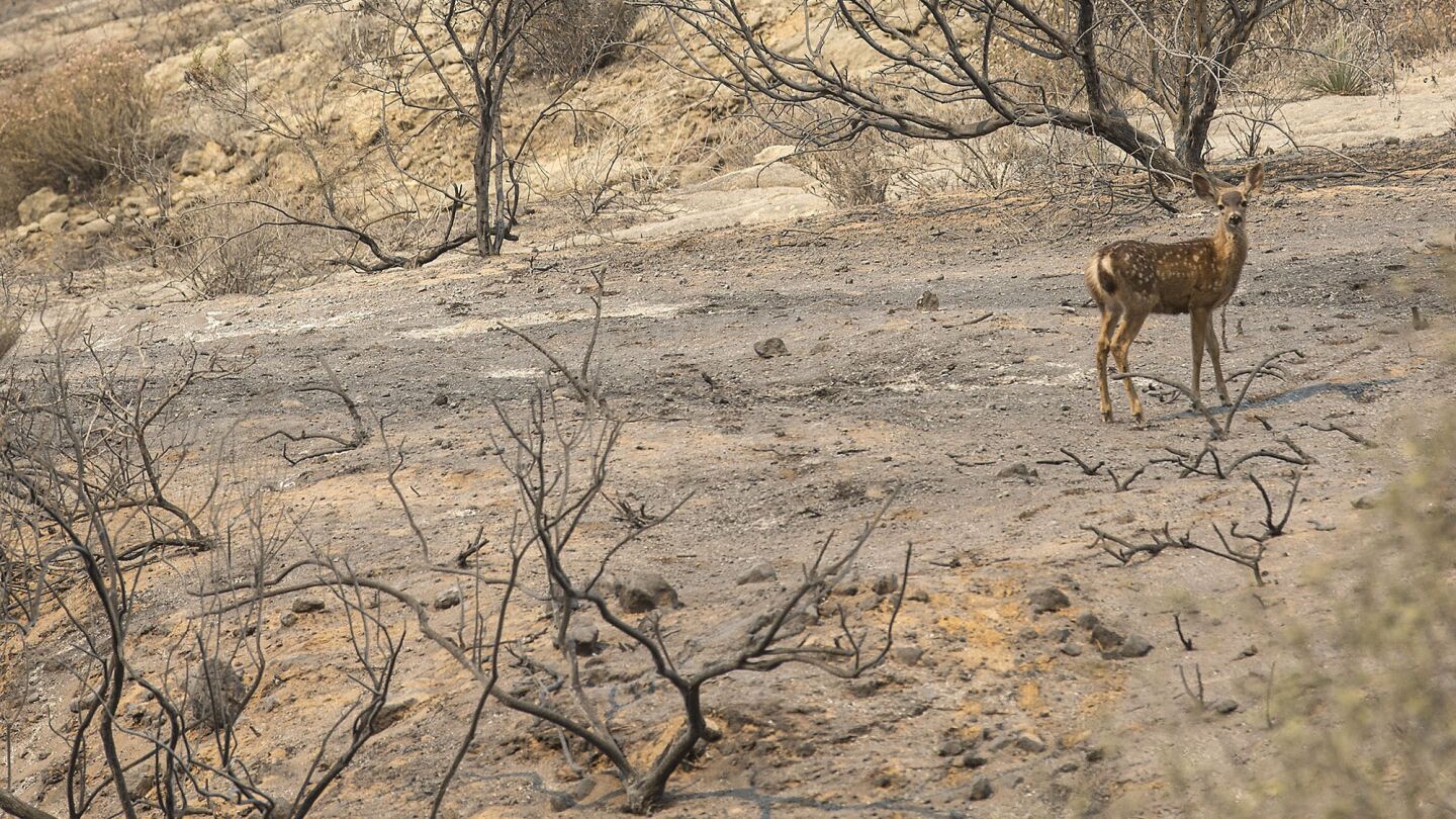 A deer stands in El Capitan State Park among burned-out trees and shrubs in Santa Barbara County on June 17, 2016.