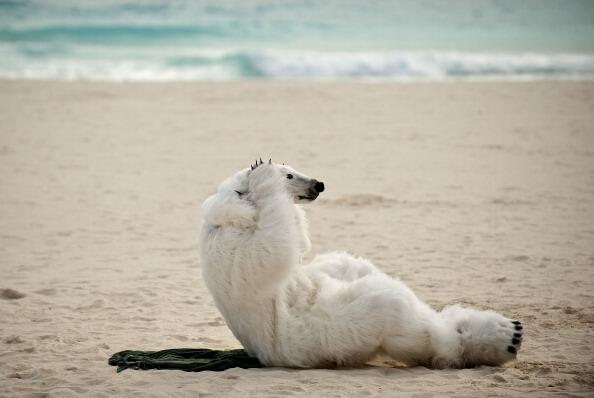 Polar Bear doing sit-ups?