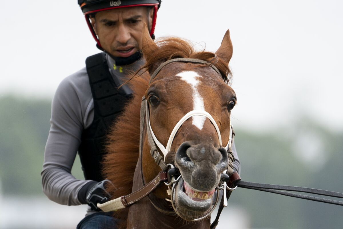 Rich Strike walks off the track after training before the 154th running of the Belmont Stakes horse race, Thursday, June 9, 2022, in Elmont, N.Y. (AP Photo/John Minchillo)
