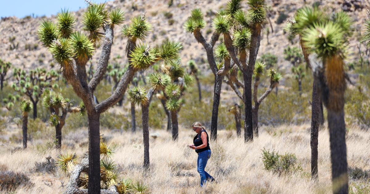 California approves an unprecedented plan to protect Joshua trees from climate change threats