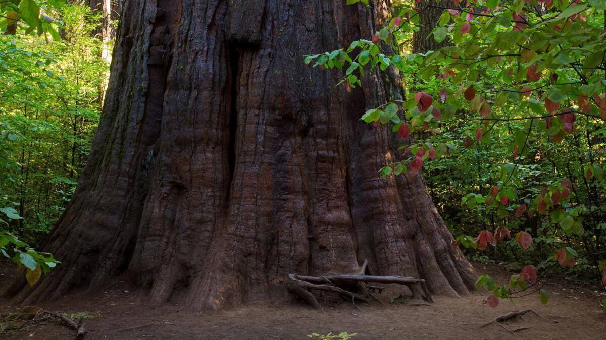 California's Save the Redwoods League is offering free admission to some state parks, including Calaveras Big Trees State Park northeast of Stockton.