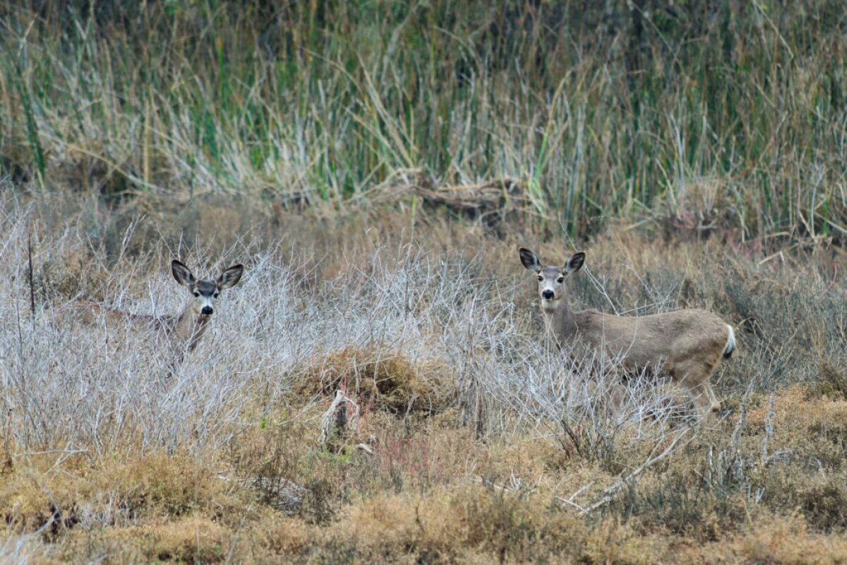 Southern mule deer at the San Elijo Lagoon.