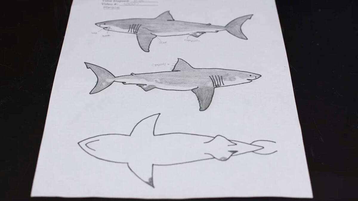 Sketches of juvenile great white sharks are made after members of the Shark Lab at Cal State Long Beach examine footage shot by the Remote Underwater Video Systems. (Cal State Long Beach Shark Lab)