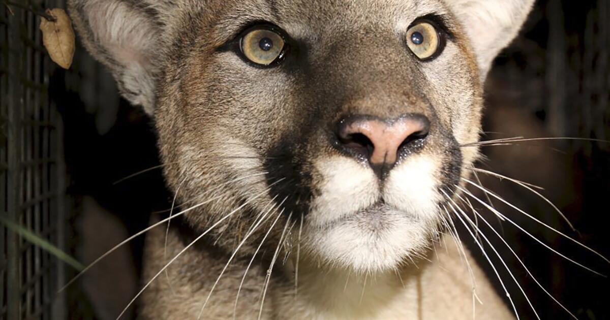 L.A. Mountain Lions at Risk: The Deadly Threat of Rat Poison L.A. Mountain Lions at Risk: The Deadly Threat of Rat Poison
