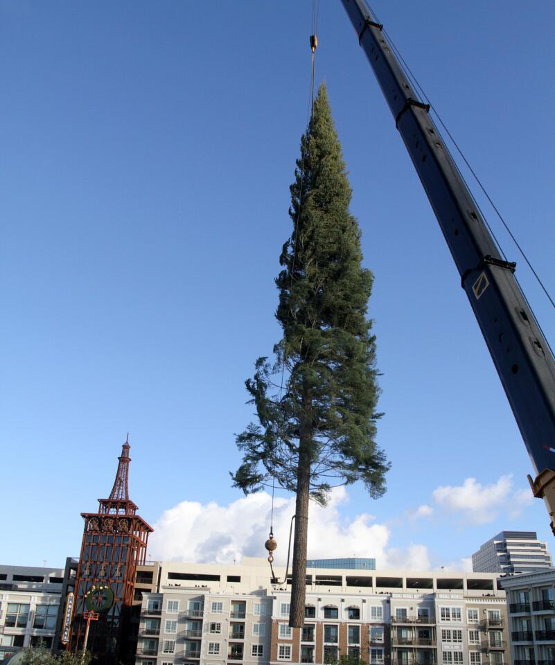 Photo Gallery: Christmas season in full swing with tree arrival at the Americana at Brand