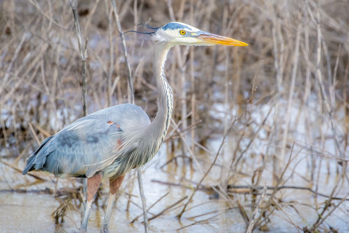 A great blue heron wades through the flooded fields of the Sacramento National Wildlife Refuge.
