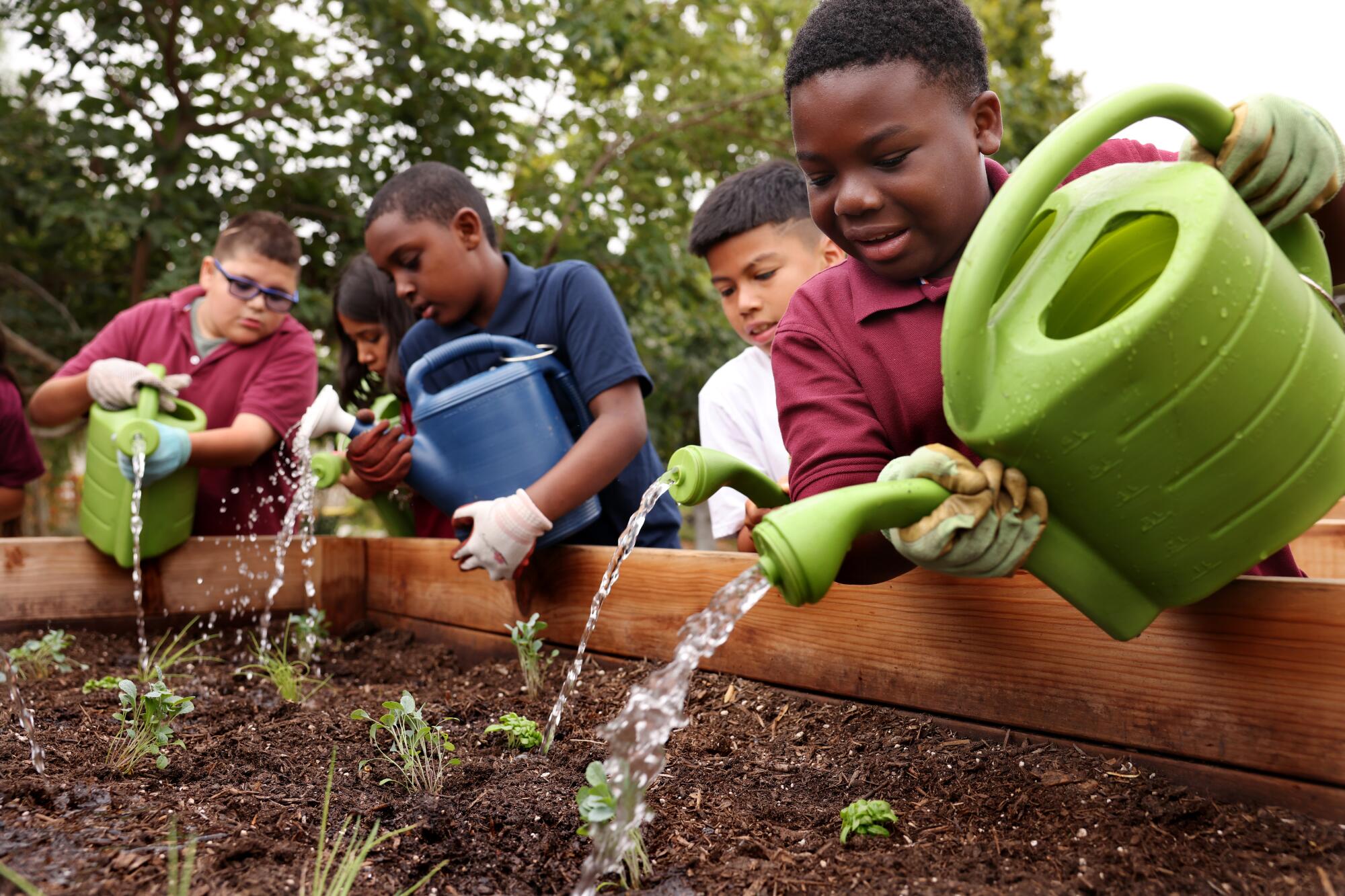 Students water seedlings in a garden.