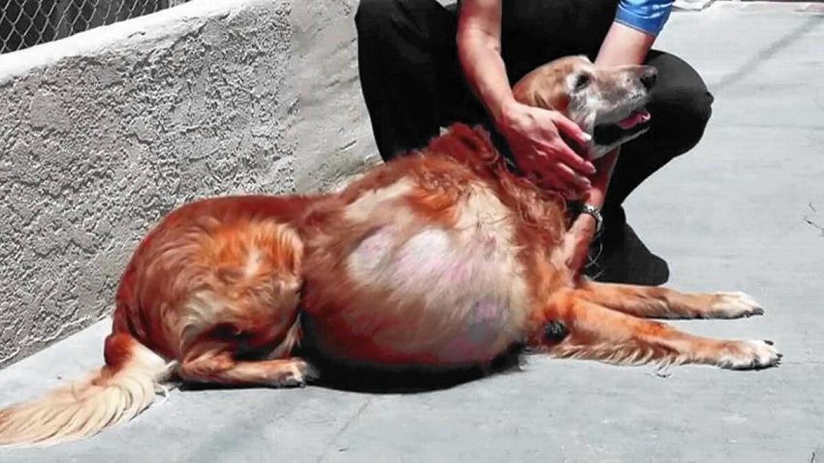 Former owner of dog with 42-pound malignant tumor arrested - Los Angeles  Times