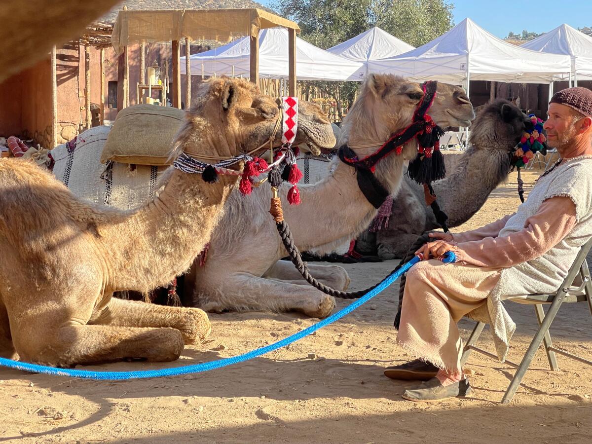 A man sits on a chair while three camels lie on the ground.