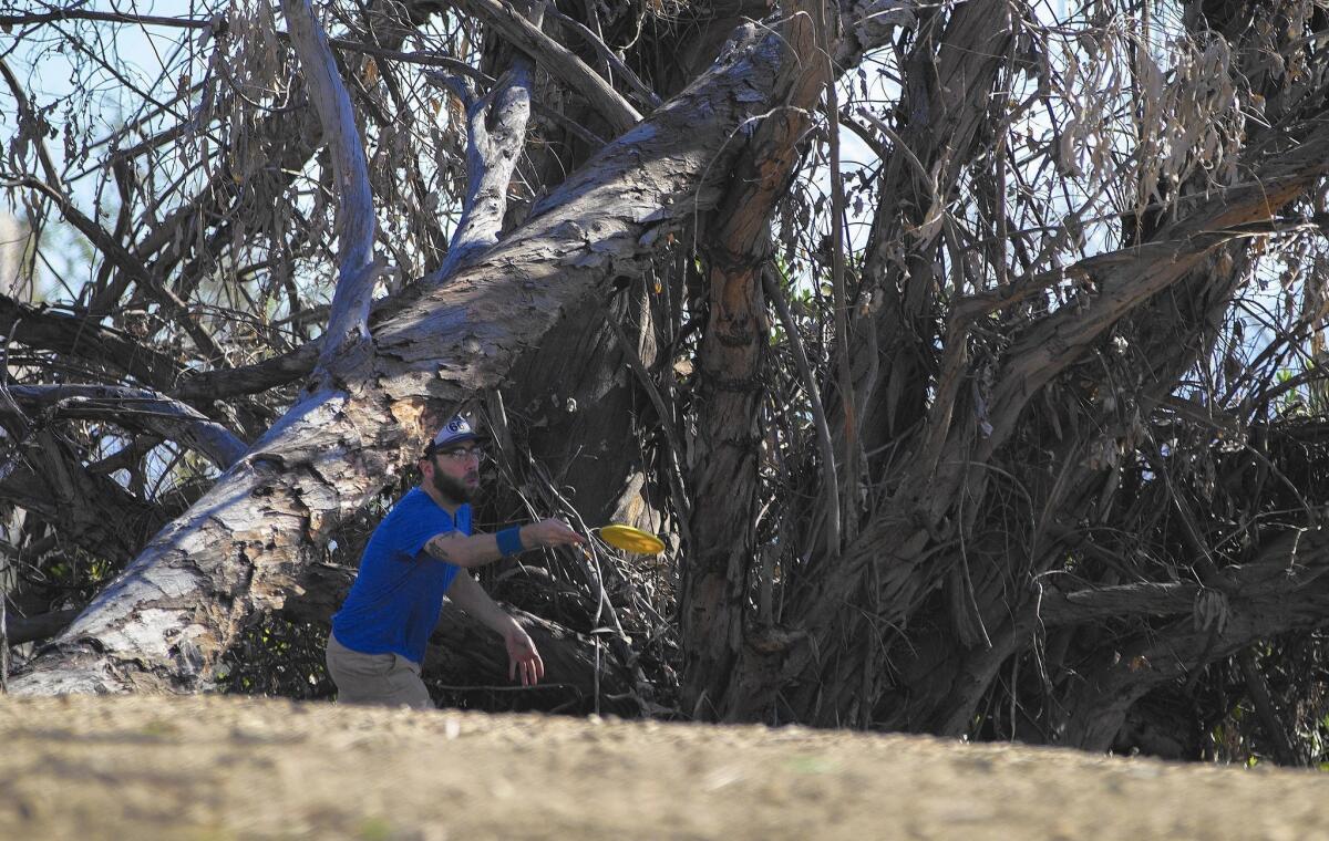 A disc golf player makes a toss under dying trees in Elysian Park.