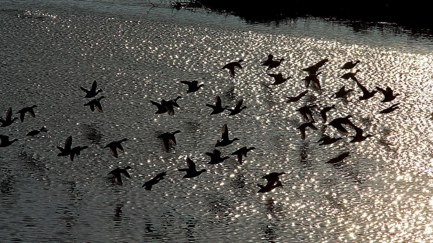 Birds above the river
