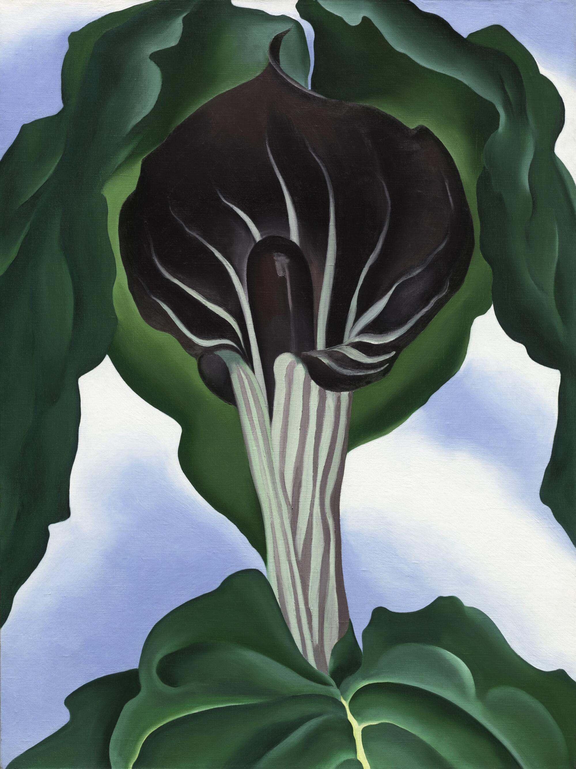 "Jack-in-the-Pulpit No. 3," a 1930 painting by Georgia O'Keeffe.