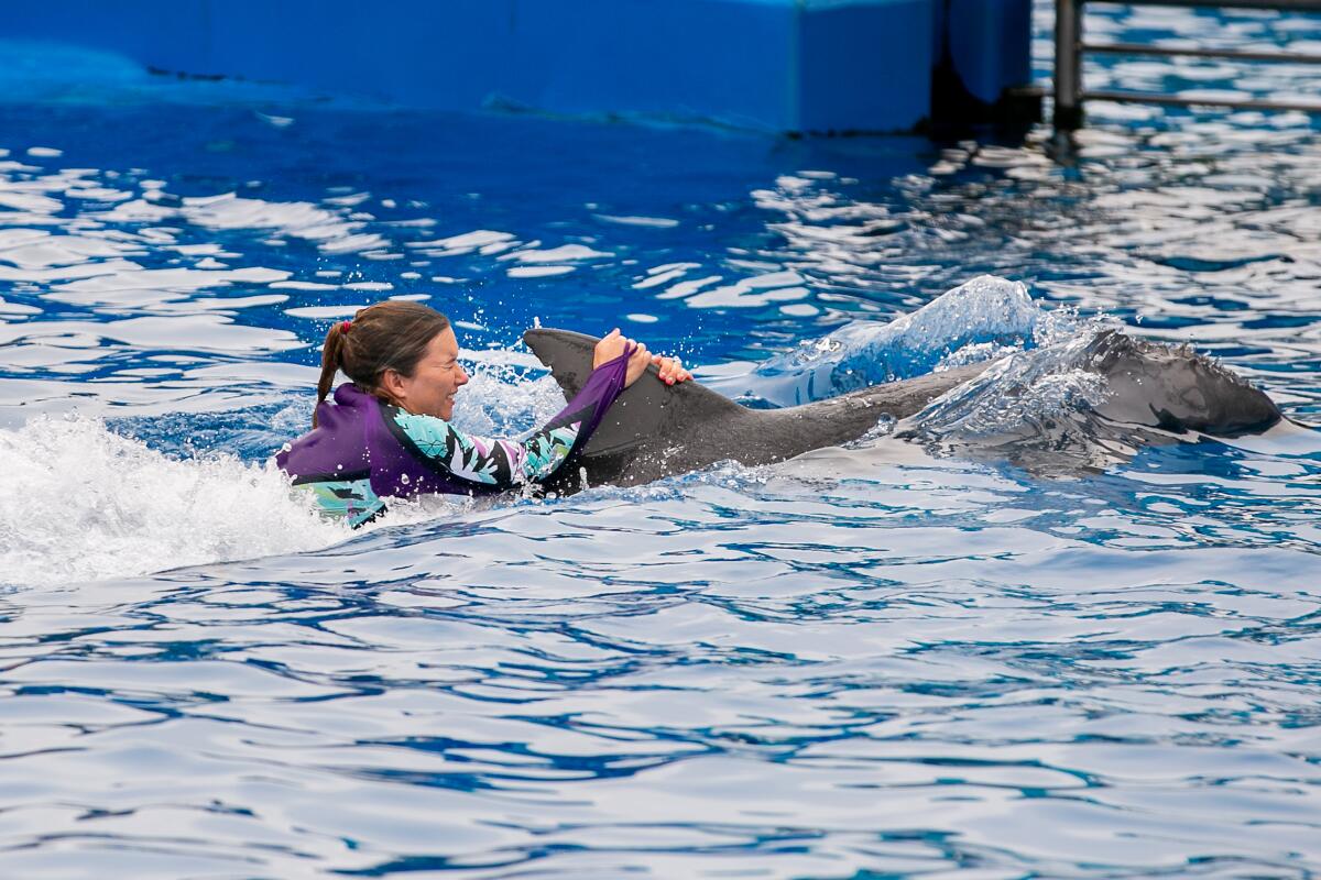 A trainer hitches a ride on a dolphin during a Dolphin Days show at SeaWorld in San Diego.