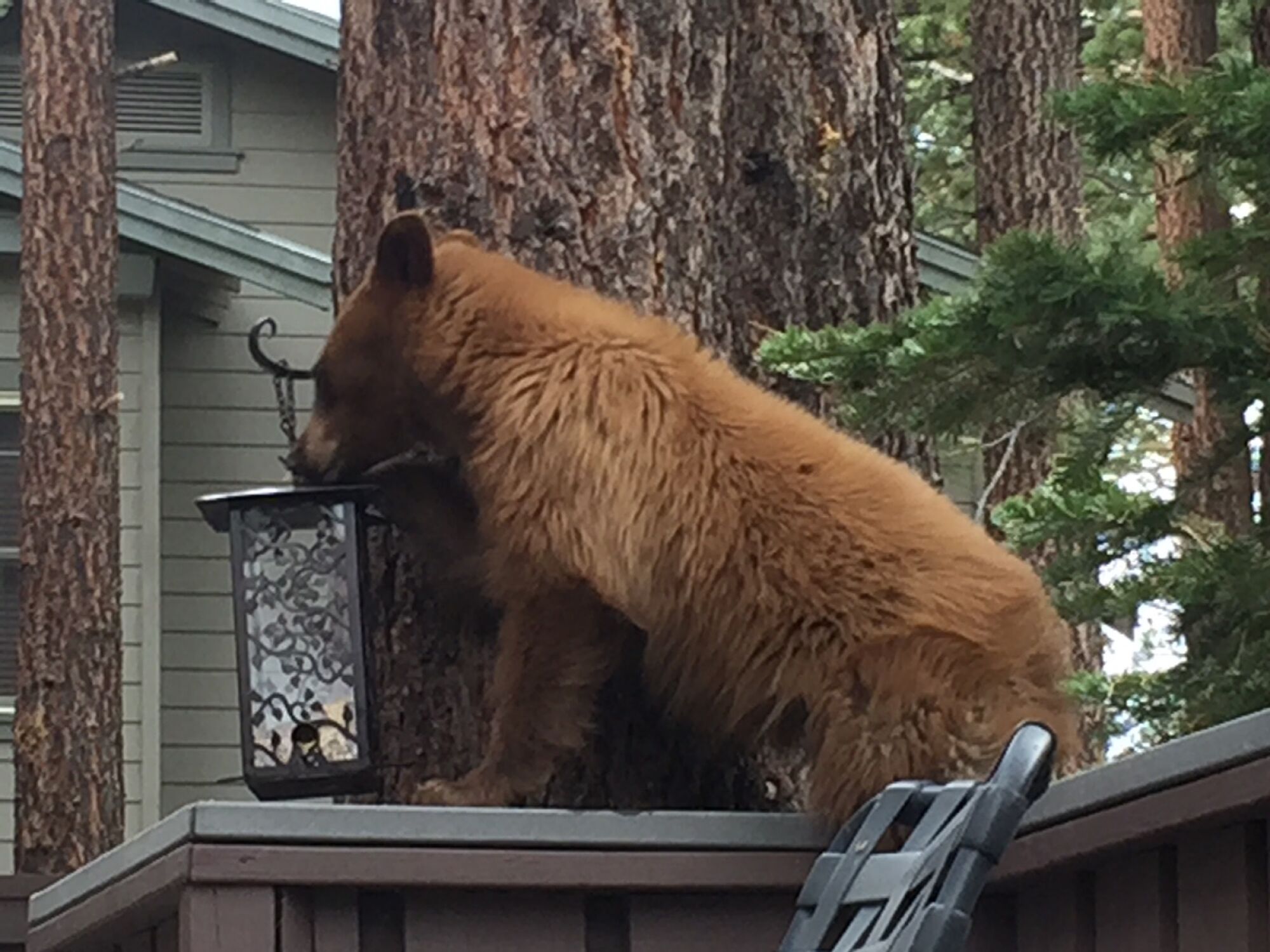 A bear named Scout raids a bird feeder in Mammoth Lakes.
