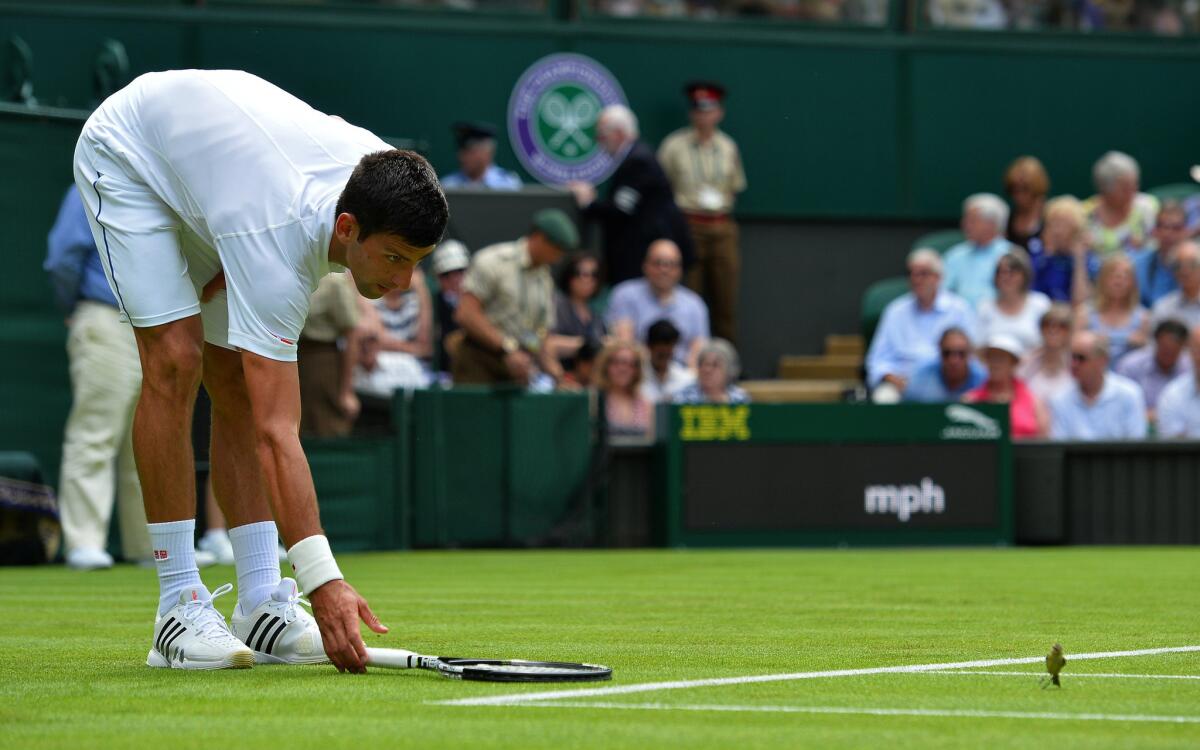 Novak Djokovic tries to shoo a bird from the court during his first round match at Wimbledon.