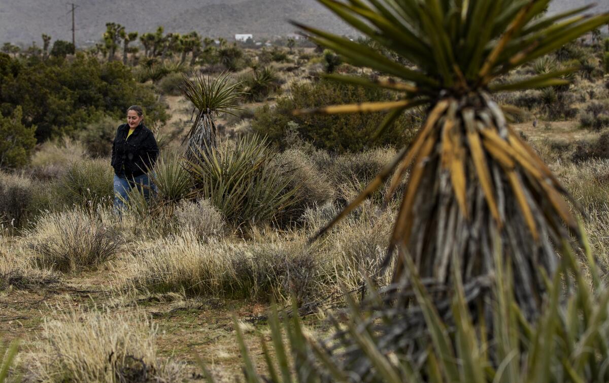  Joshua Tree