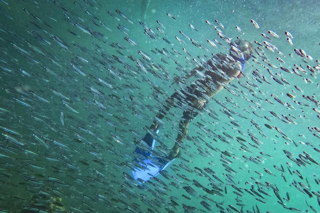 Un buceador observa un banco de peces