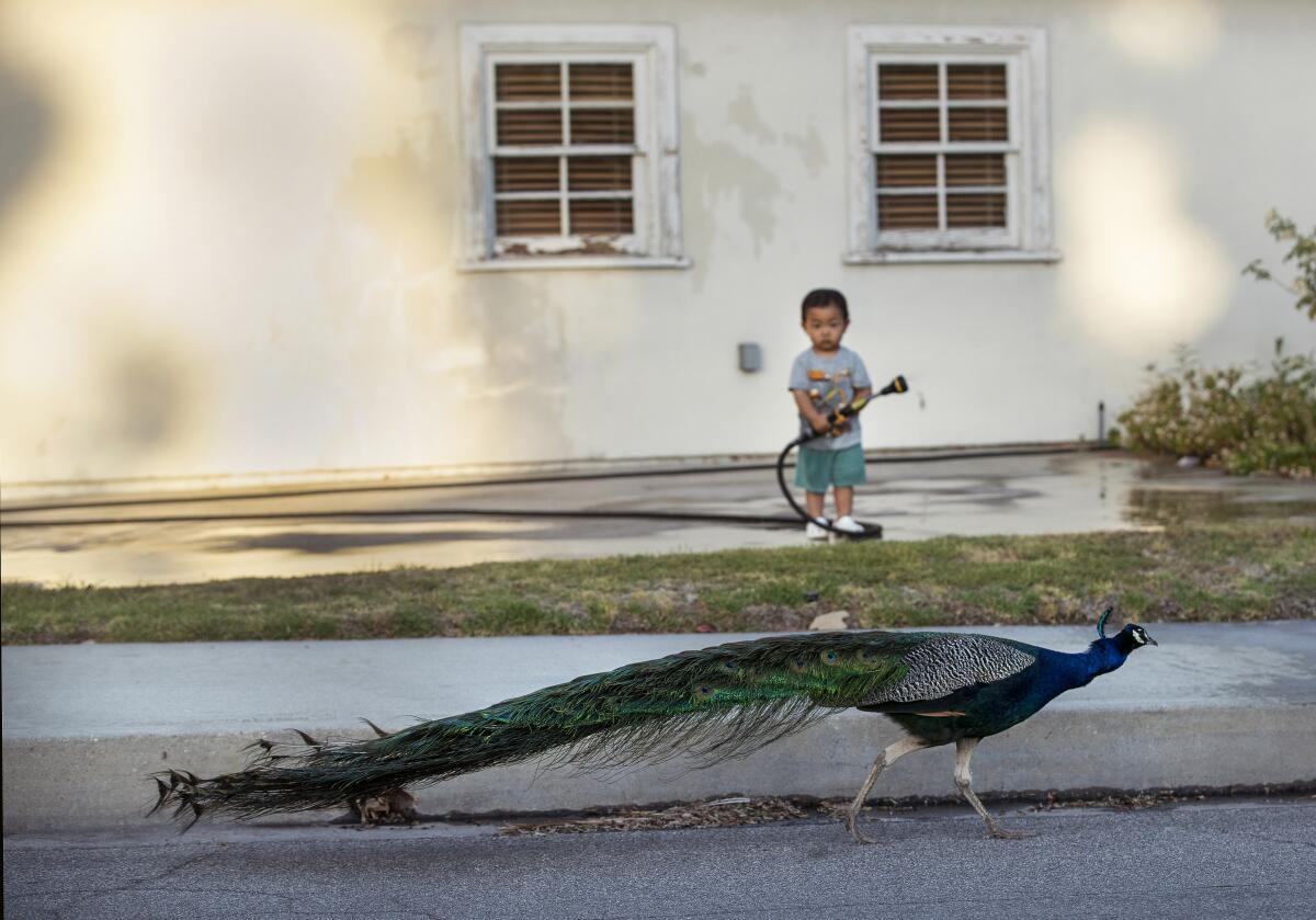  A peacock walks past a perplexed toddler holding a water hose