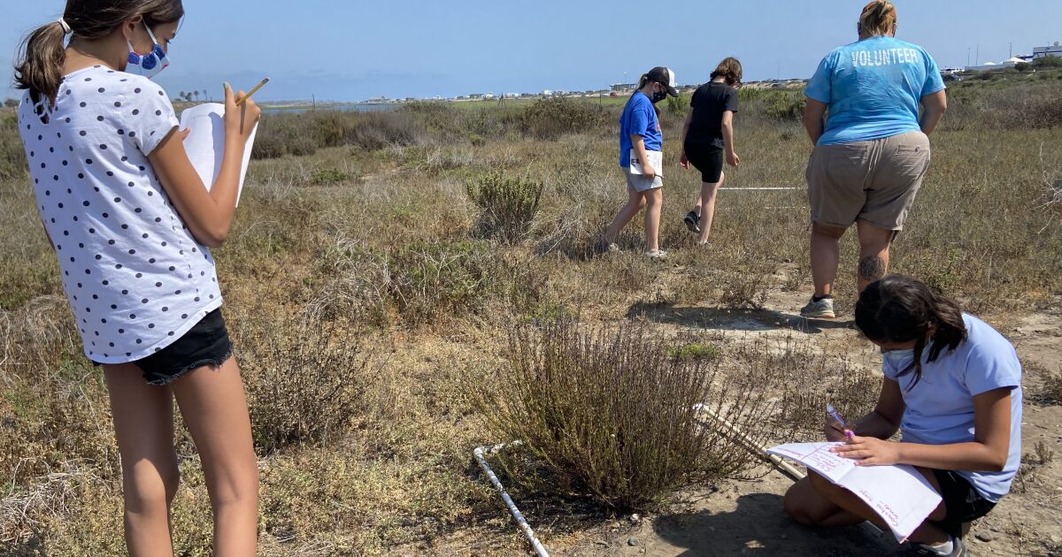Bolsa Chica Conservancy invites kids to get to know Huntington Beach's wetlands for summer explorer's program