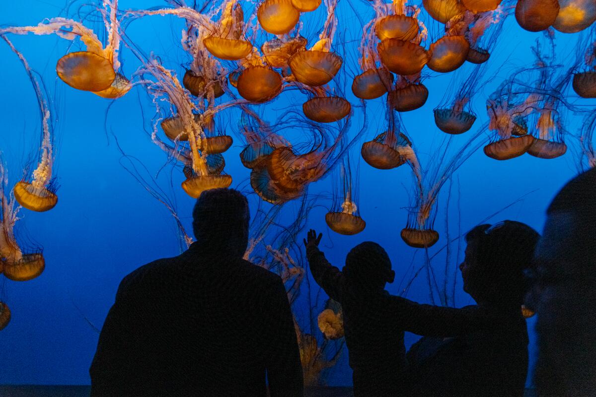 The jellyfish exhibit at the Monterey Bay Aquarium in Monterey, Calif.