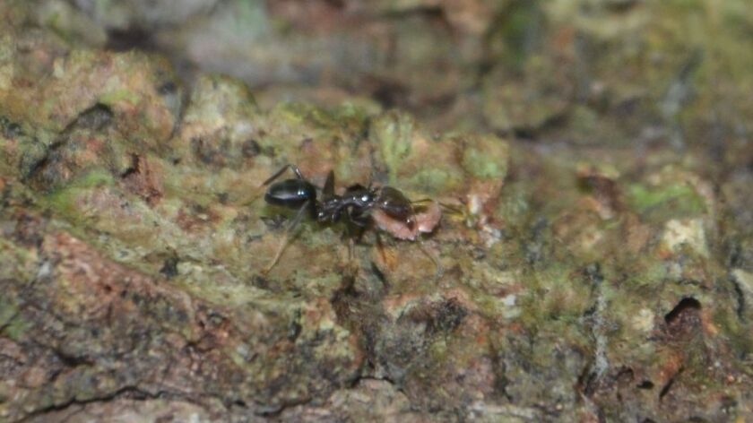 Ants farmed plants long before humans did, according to a new study. Here, a specialized ant species called Philidris nagasau carries a seed to a new location.