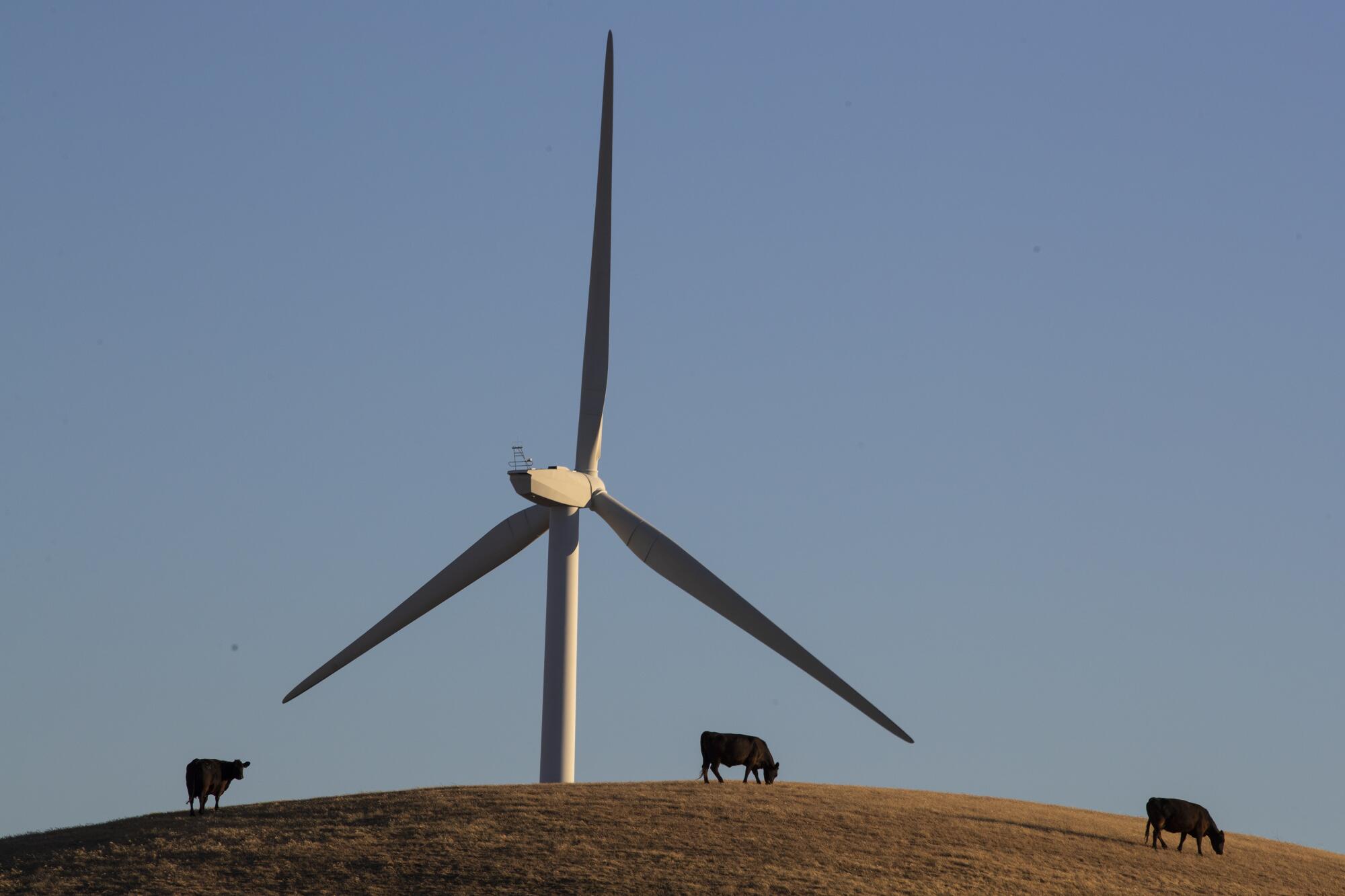 A wind turbine and cattle.