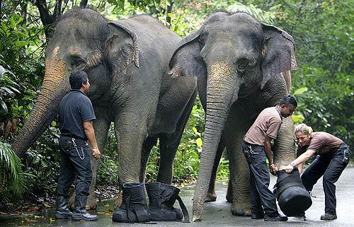 Elephants in Singapore