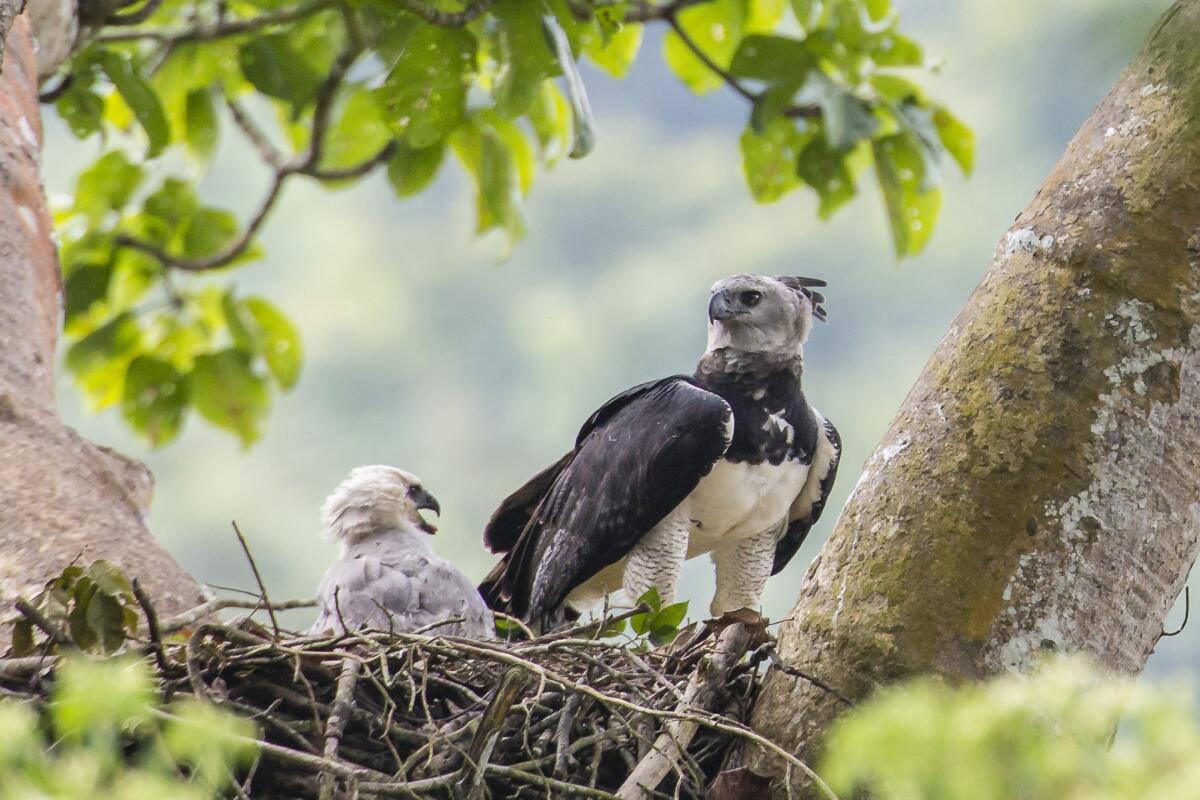 un ejemplar hembra de águila harpía y su cría en un nido en la provincia del Darién, Panamá. 