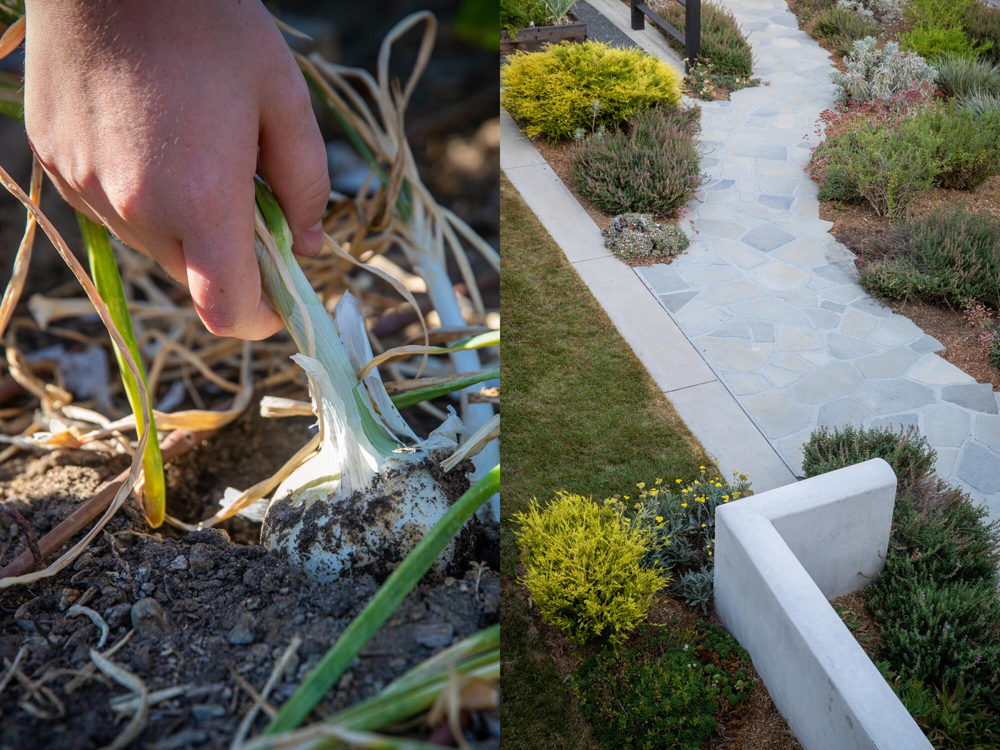 Two photos, one showing a hand grabbing an onion from the ground and the other of a lawn, concrete path and native plants.