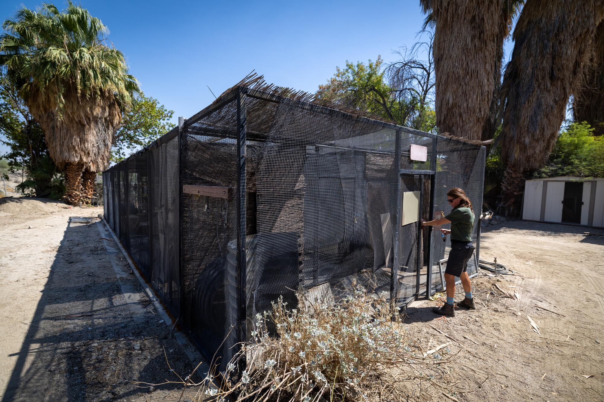 Jessica Whiton opens the door to a cage where three great horned owls and a red fox reside.