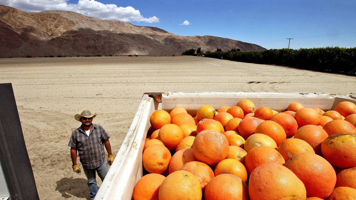 Driver Arturo Romero checks a load of grapefruit at Seley Ranches in the Borrego Valley in 2016, The valley's rapidly shrinking aquifer will require severe cutbacks on water usage by citrus growers and the town of Borrego Springs.
