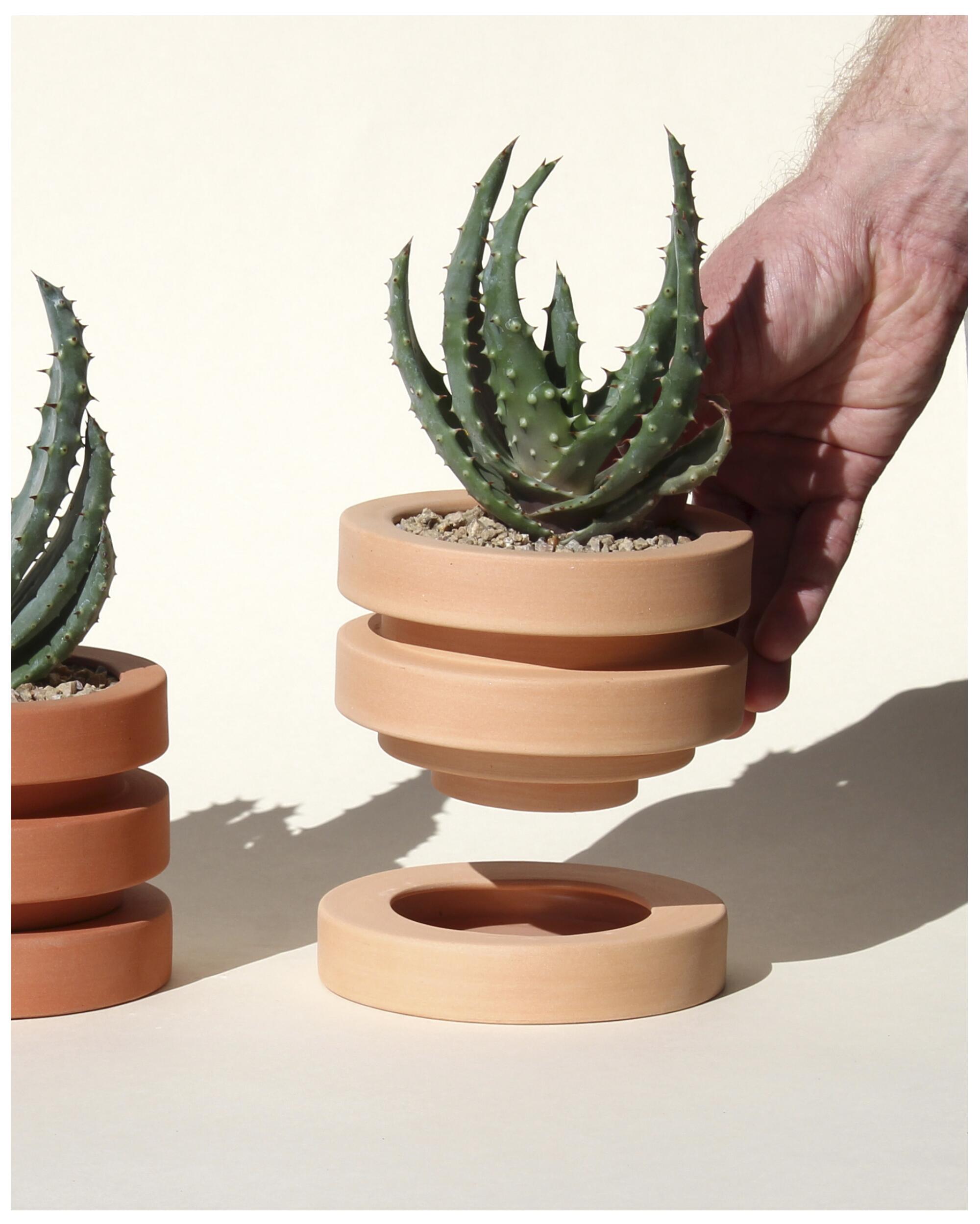 A plant in a terra cotta pot from Front Range