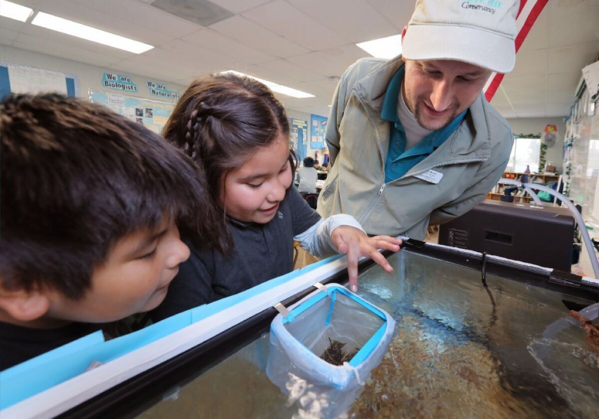 February 7, 2017 Escondido, California, Simon Breen, Education Manager of The Escondido Creek Conservancy, inspects two week old trout with fourth graders Ezekiel Acosta, left, and Karla Gonzalez in the classroom of teacher Lana Brady at Conway Elementary School.