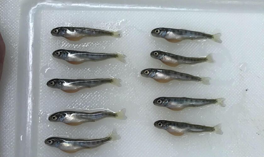 A tray at the Livingston National Fish Hatchery contains offspring of endangered winter-run Sacramento River salmon.