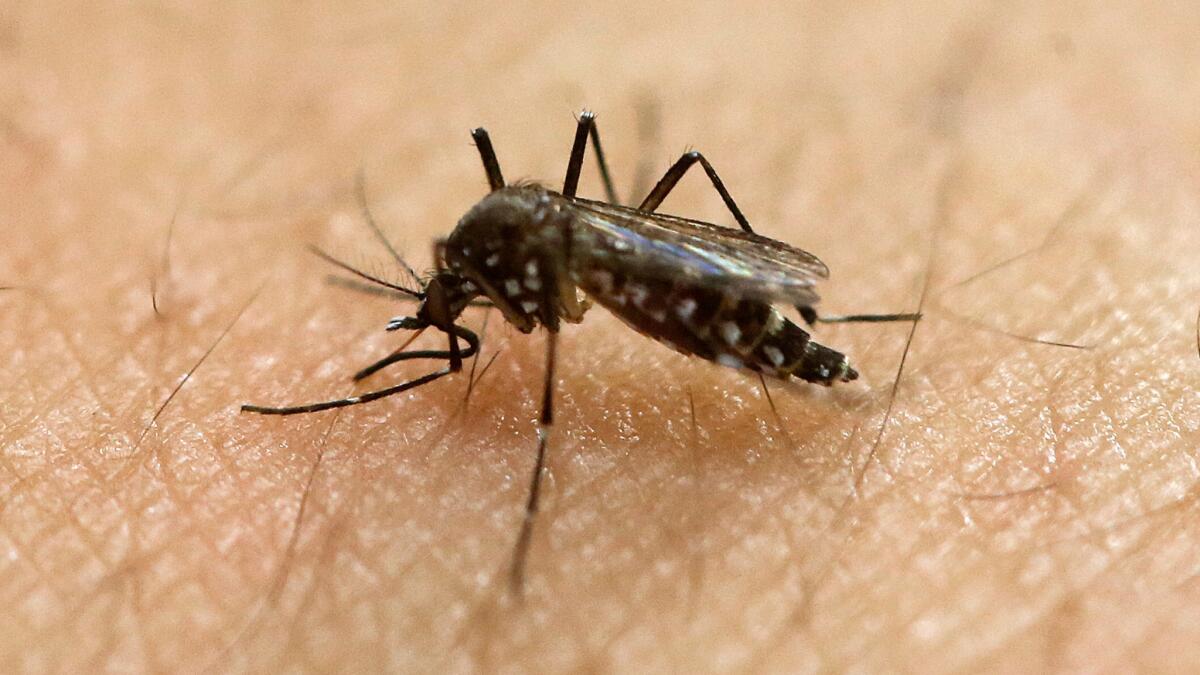 Authorities suspended blood donations in two south Florida counties over concerns about the Zika virus, which is transmitted by the Aedes aegypti mosquito.
