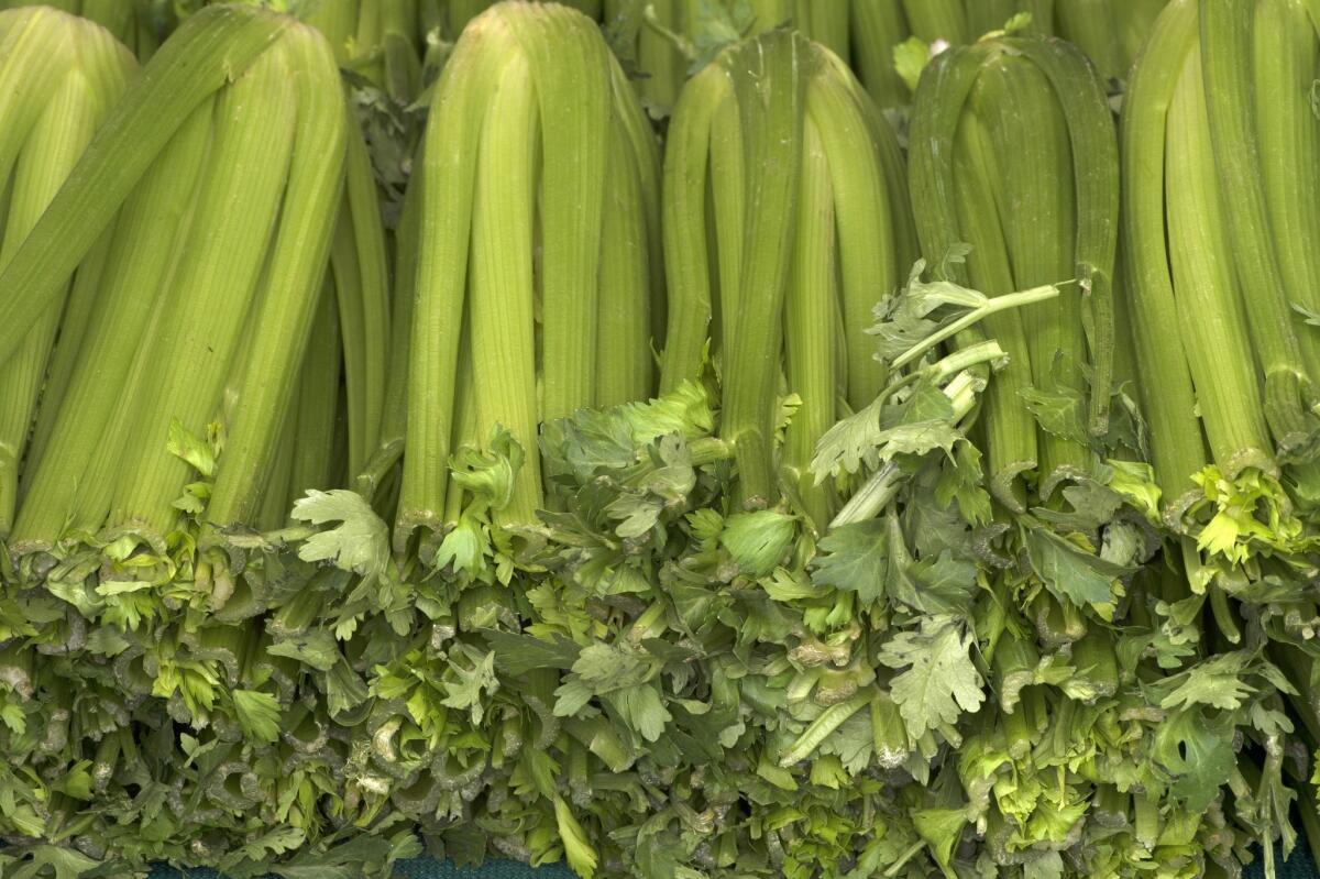 Garden celery is taller, leafier and greener than the retail variety. 