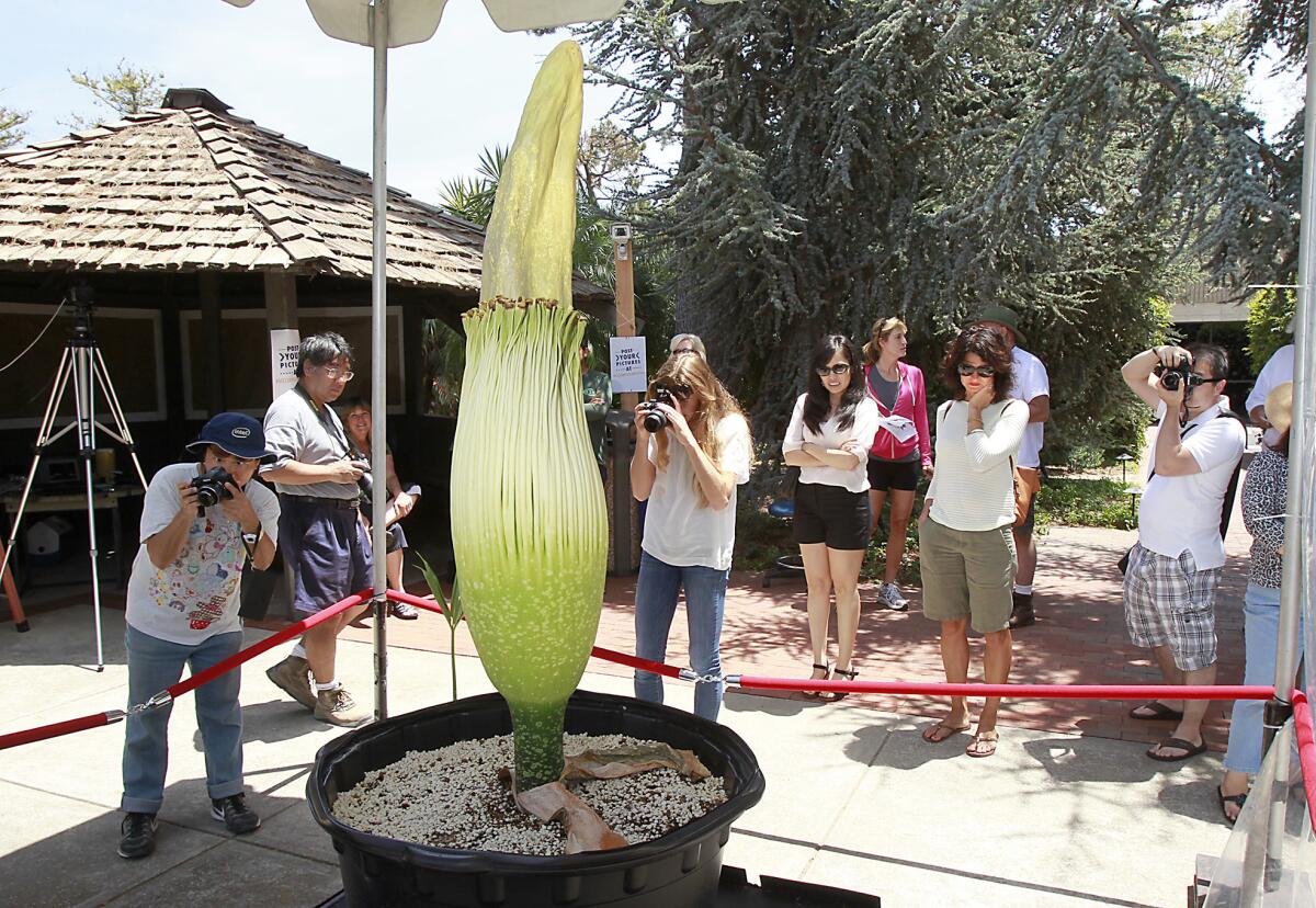 People gather around to observe the first rare bloom of a titan arum, also known as the corpse flower, at Orange Coast College's horticulture department on Saturday.