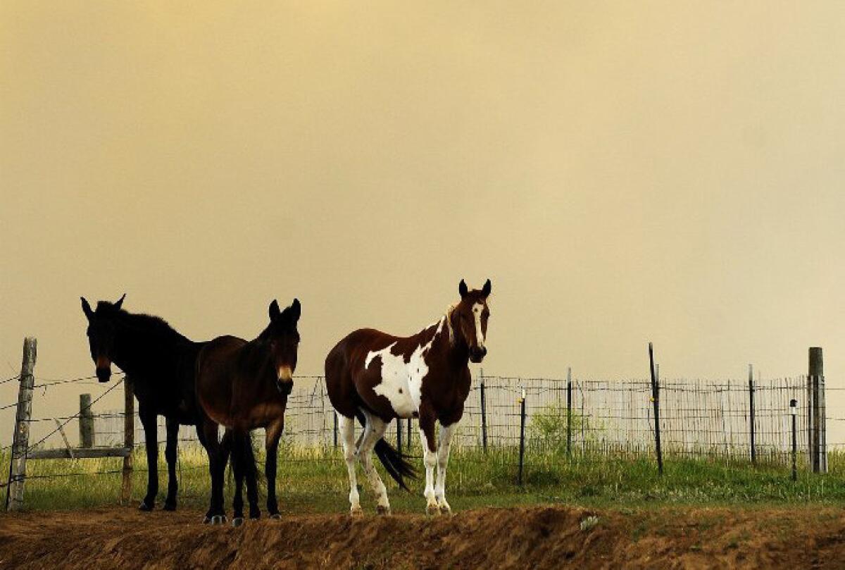 Smoke from the Black Forest Fire fills the air in a pasture near Colorado Springs, Colo.