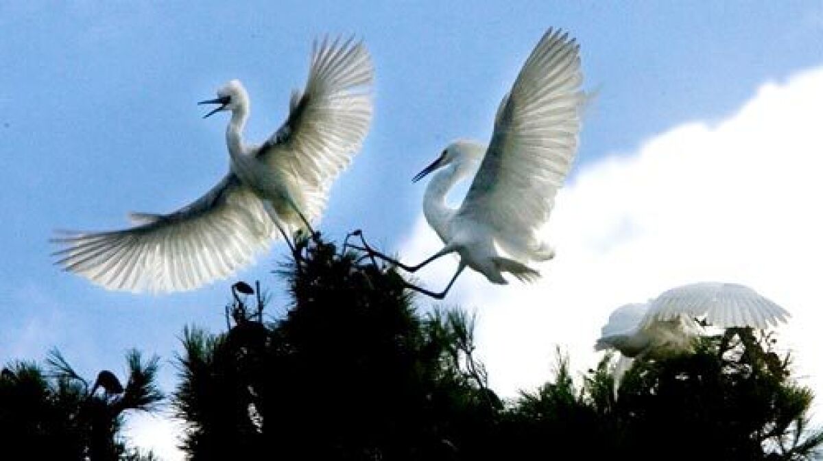 Egrets land in Memorial Park in Willows, California. More than 1,000 birds are nesting there, turning patches of lawn a lunar gray and showering the grass with broken shells and feathers. Officials say their guano is slowly killing 60-foot redwoods and pines. More photos >>>