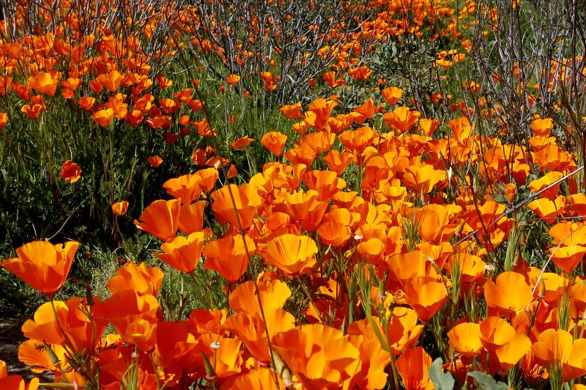 HEMET, CALIF. - MAR. 15, 2019. California poppies climb a hillside at Diamond Valley Lake in Hemet on Friday, Mar. 15, 2019. (Luis Sinco/Los Angeles Times)