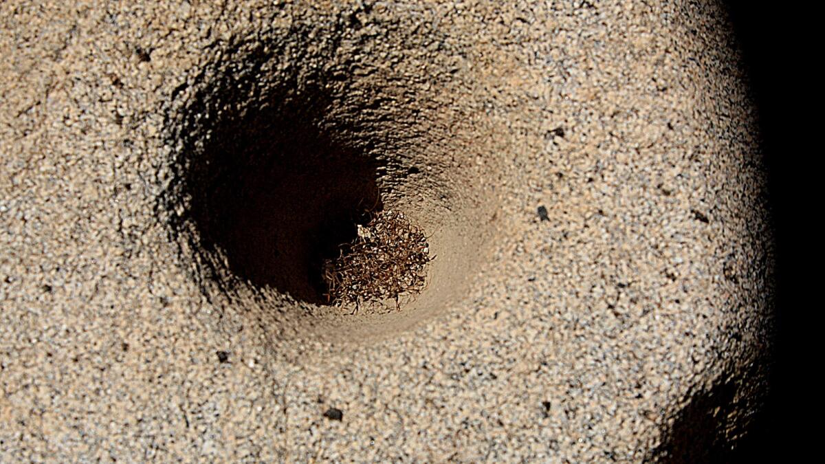 A detail of an ancient Native American bedrock mortar visible because of severe drought conditions.