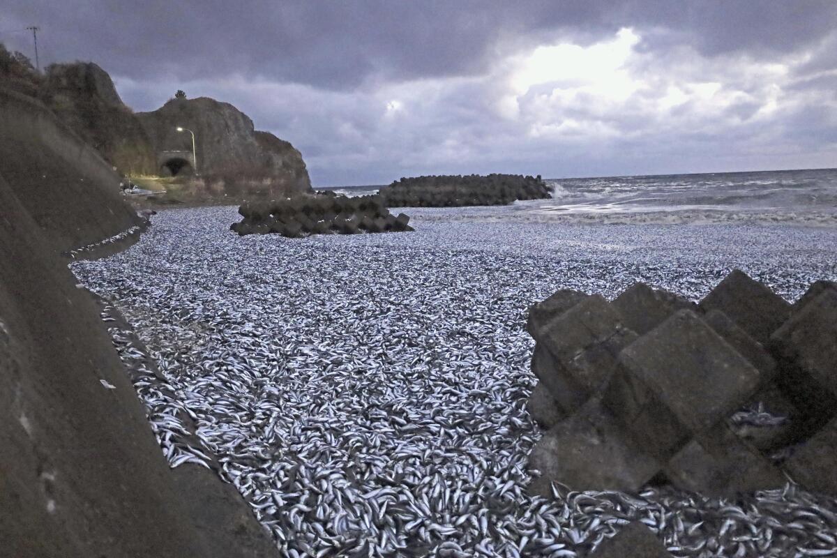 Sardines and mackerels are seen washed up on a beach in Hakodate, Hokkaido, northern Japan.